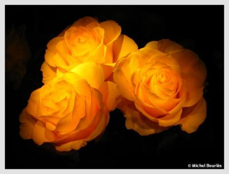 roses orange